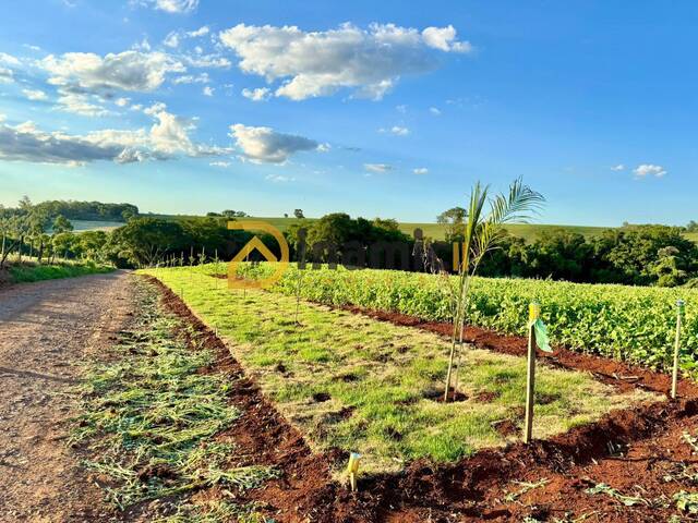 #52 - Chácara para Venda em Arapongas - PR - 2