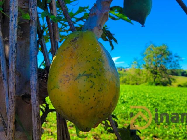 Chácara para Venda em Sabáudia - 4